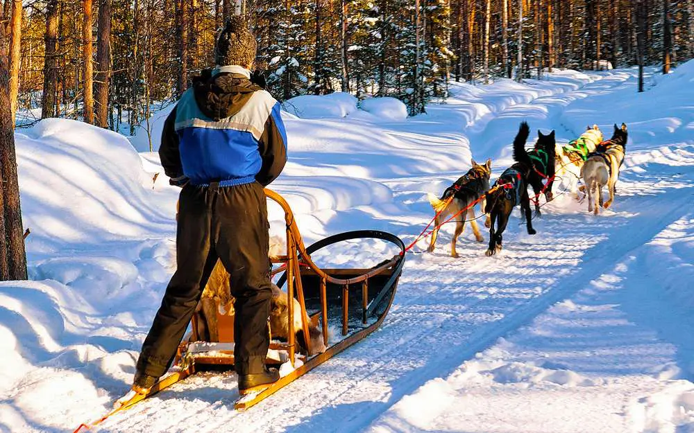 dog sledding at Banff National Park