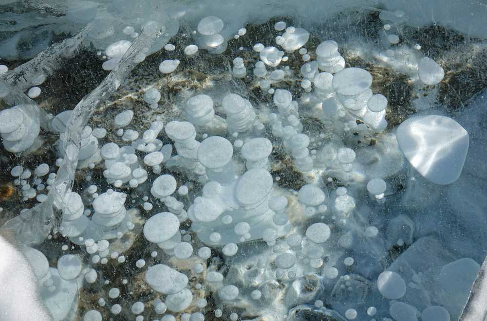 Frozen methane bubbles trapped under the surface of Abraham Lake's ice-covered expanse.